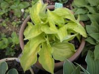 /album/fotogalerie-nabidka/hosta-slver-threads-golden-needles-a-jpg/